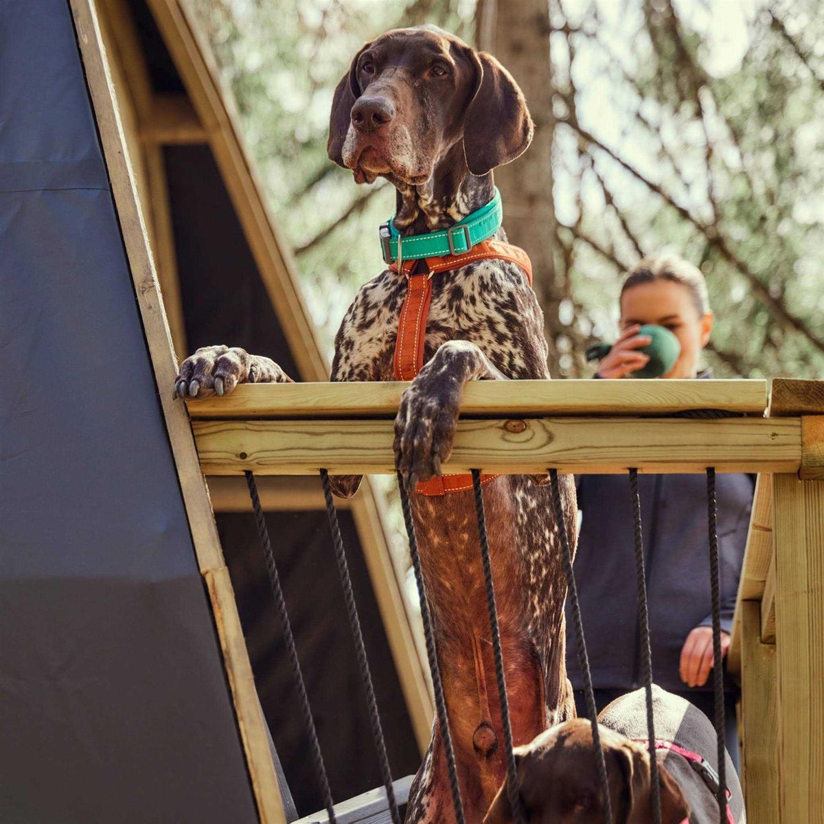 Dog Y-harness U73406