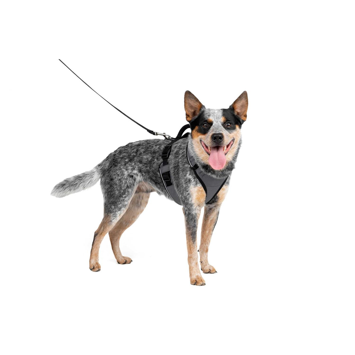 Dog Harness B753
