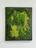 31" x 14.5" Black Moss Wall Art D6093