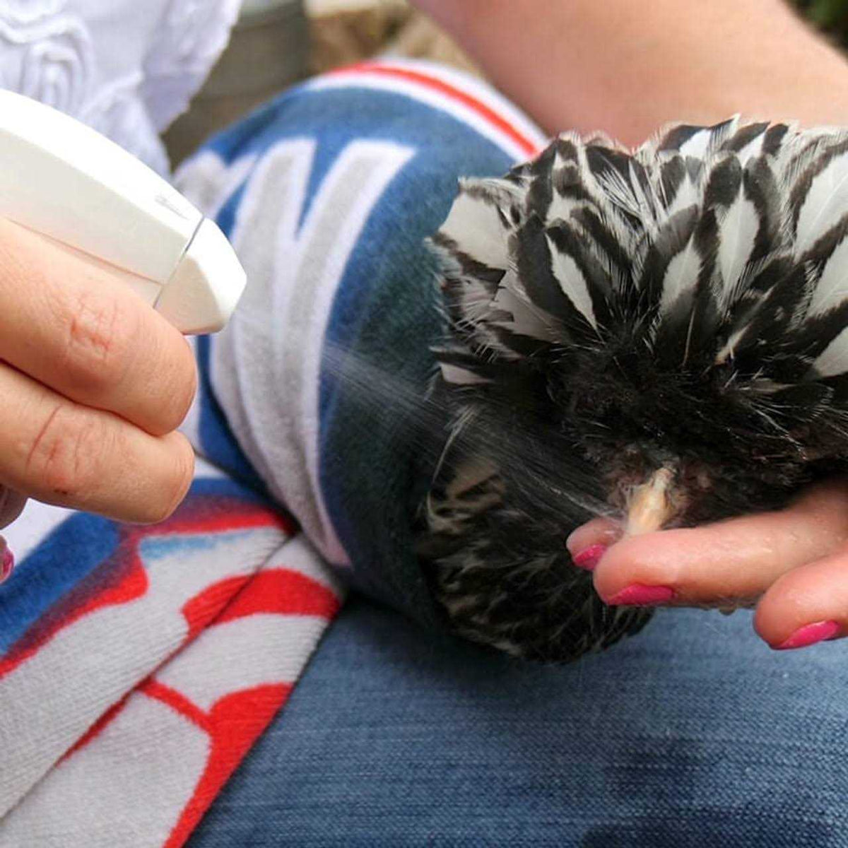 Poultry Care W122105