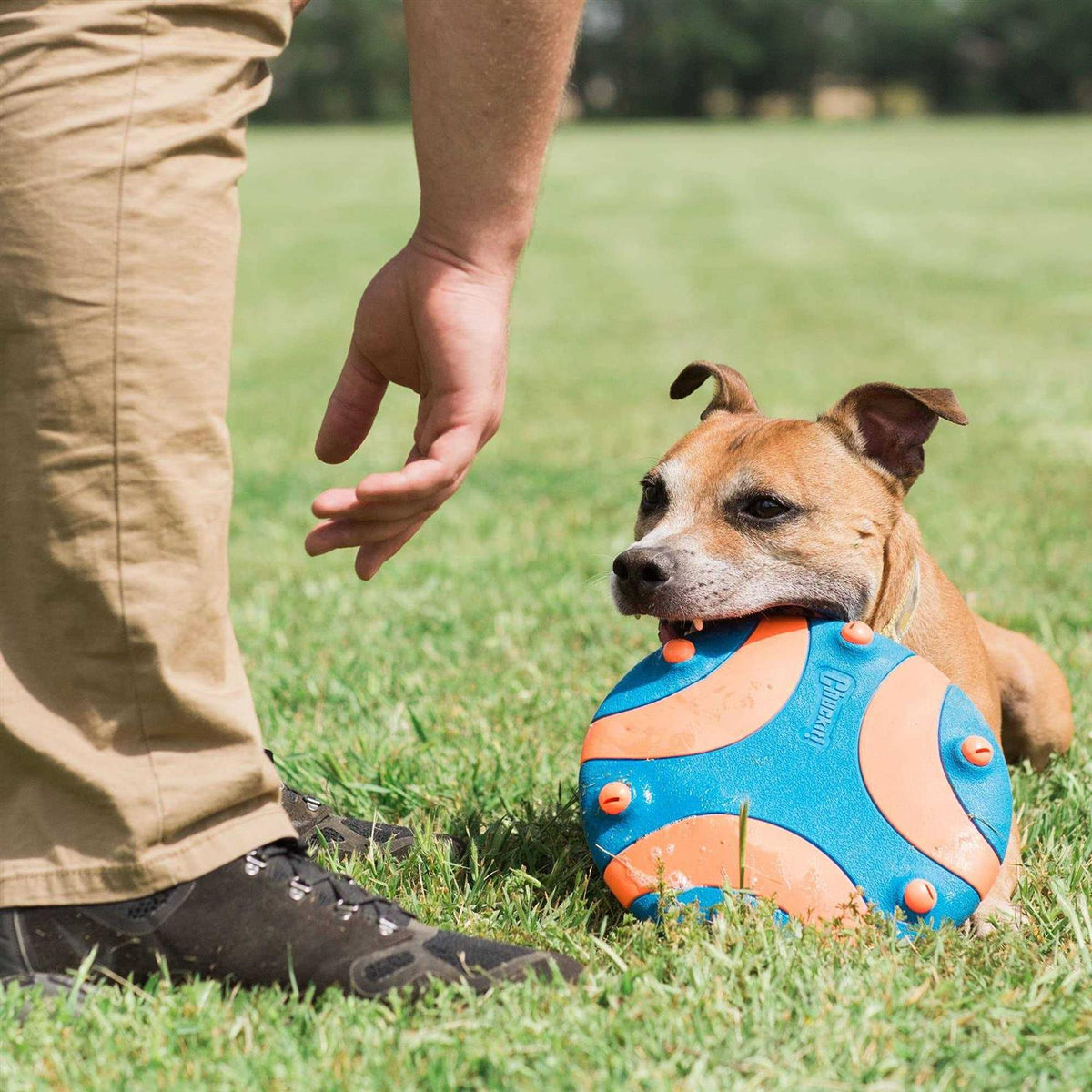 Whistle Dog Toy O44846