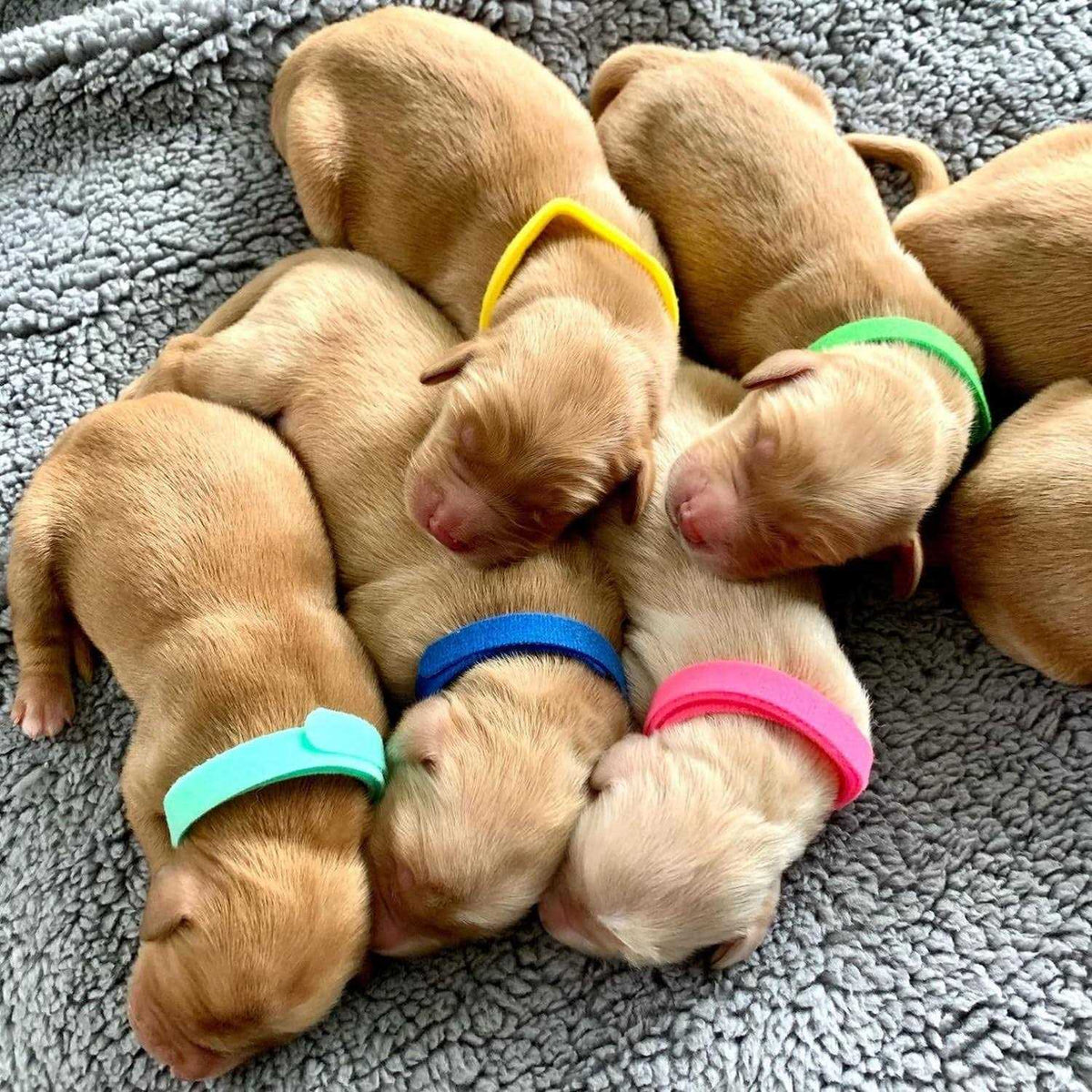Puppy Whelping Collars 15 Colors Double-Sided Soft Adjustable ID Bands O61574